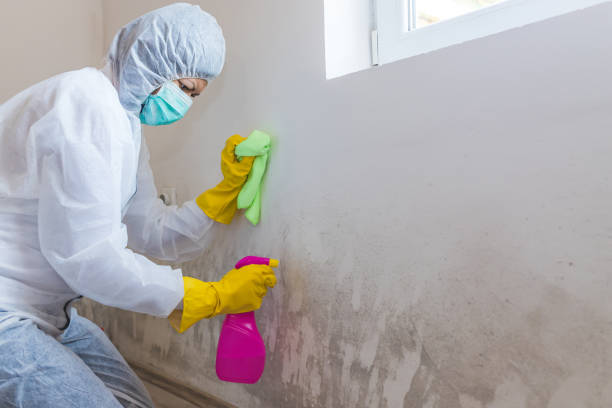 Best Commercial Mold Inspection  in USA